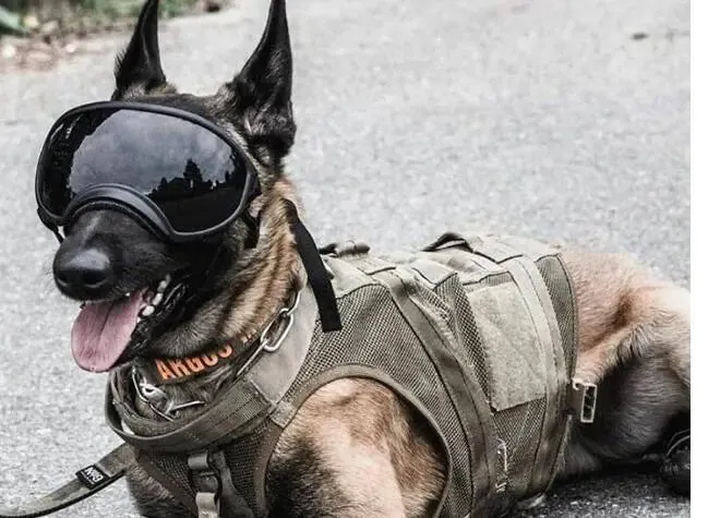 Dog Sunglasses for Medium to Large Breeds (One Pair)