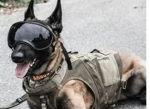 Dog Sunglasses for Medium to Large Breeds (One Pair)